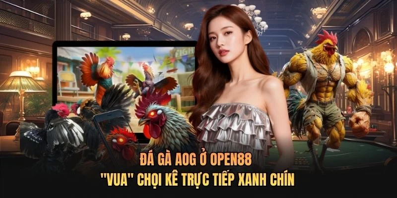 Đá Gà AOG Ở OPEN88 - "Vua" Chọi Kê Trực Tiếp Xanh Chín